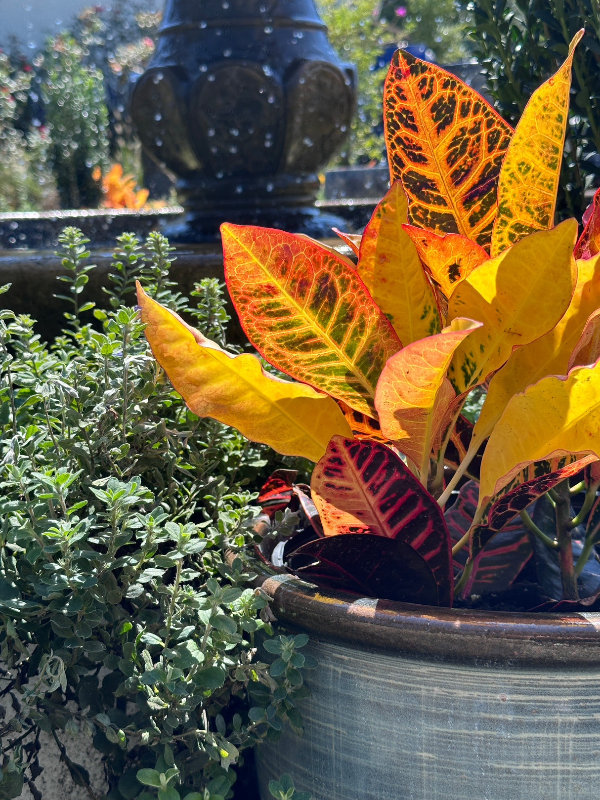 Croton