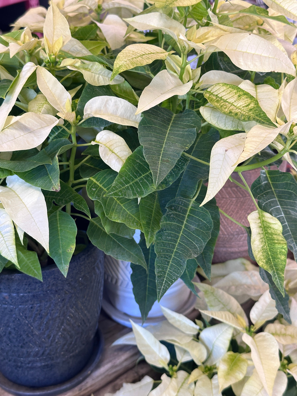 Poinsettia White