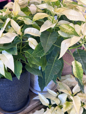 Poinsettia White