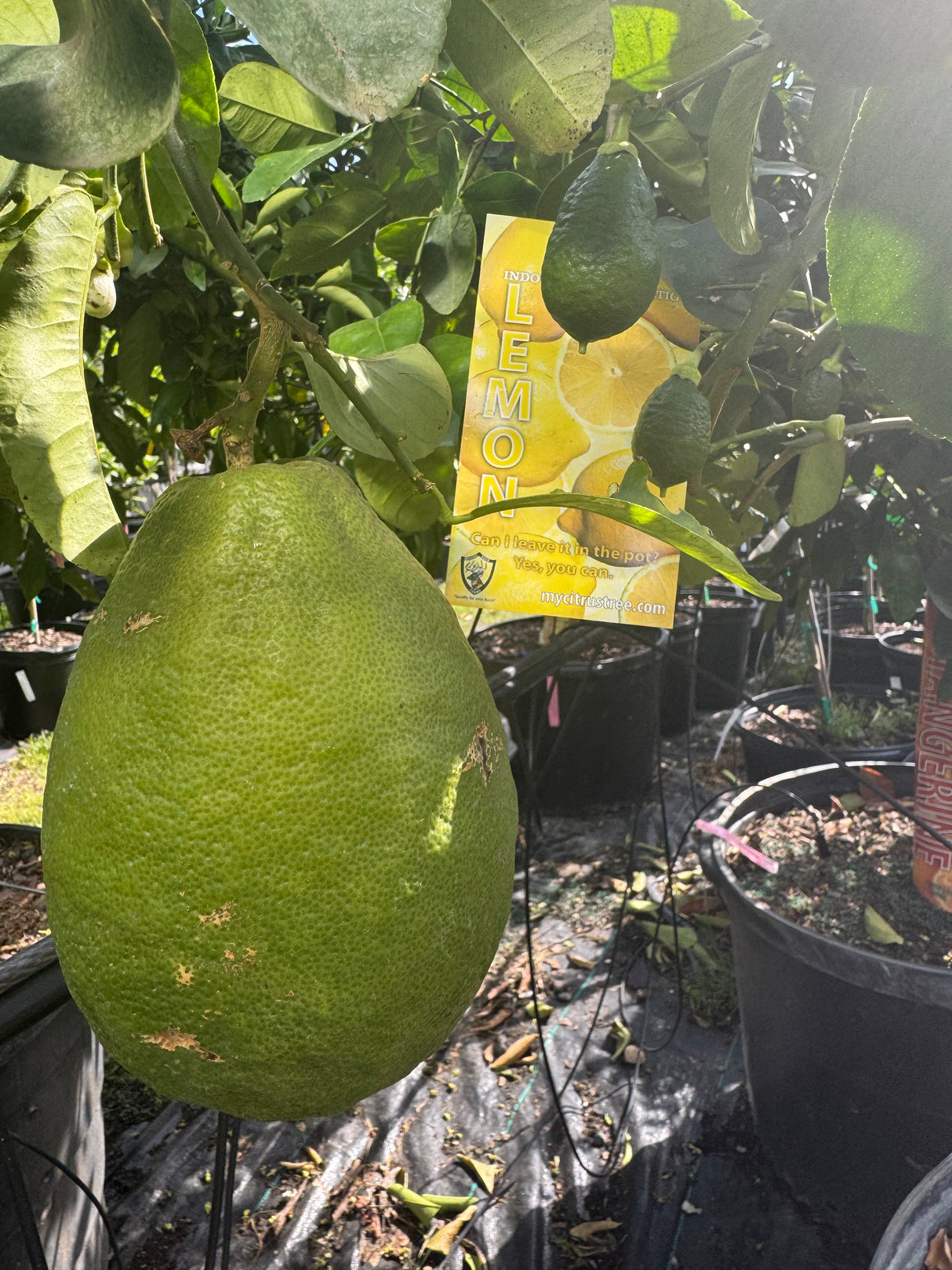 Citrus Tree (All Varieties)