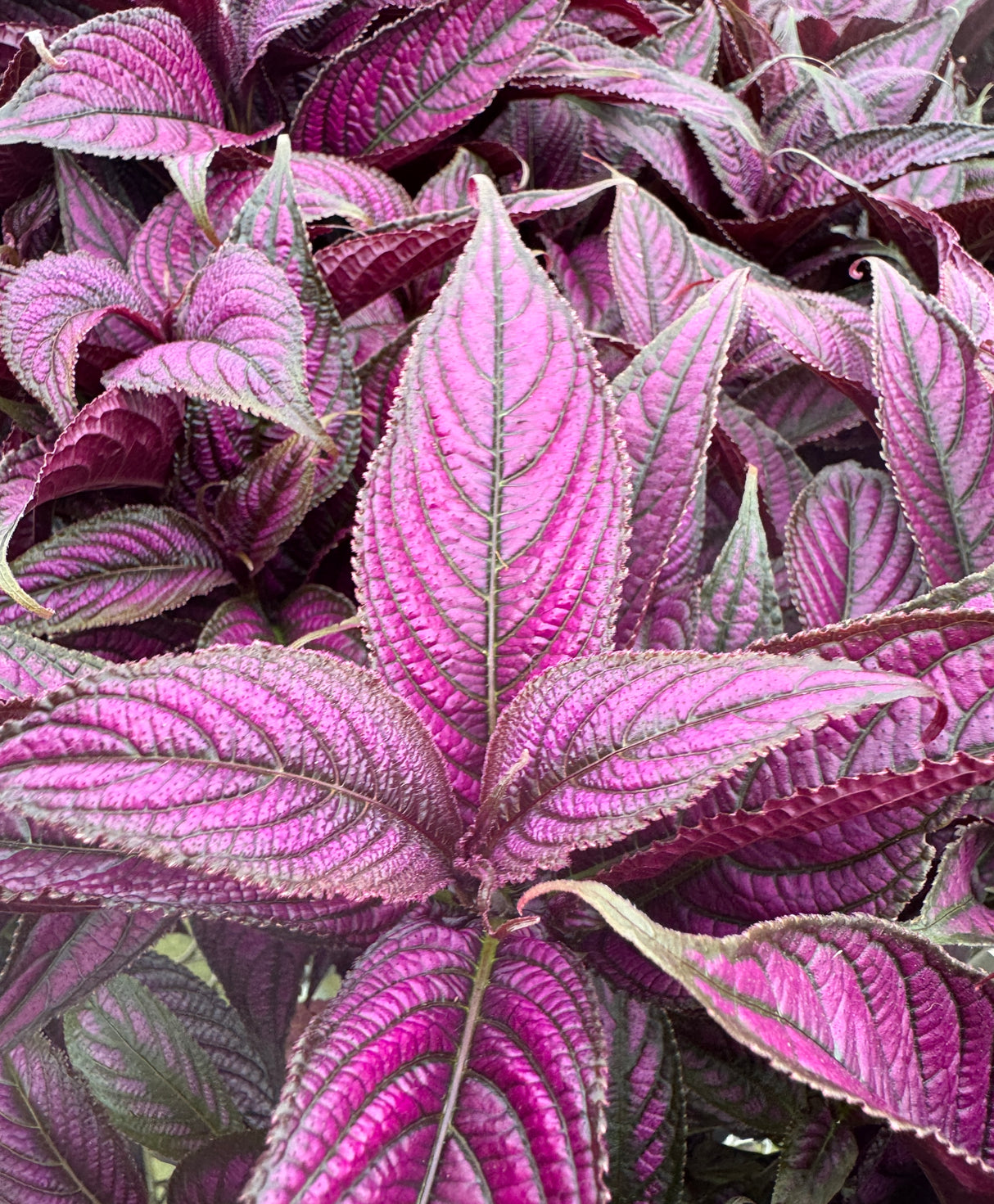 Persian Shield