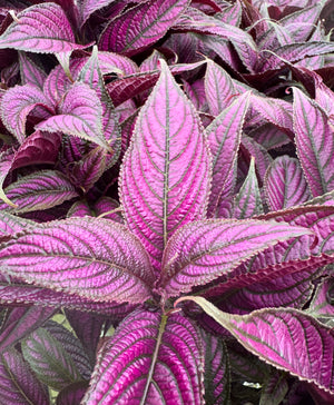 Persian Shield