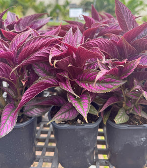 Persian Shield