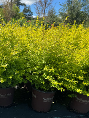 Sunshine Ligustrum