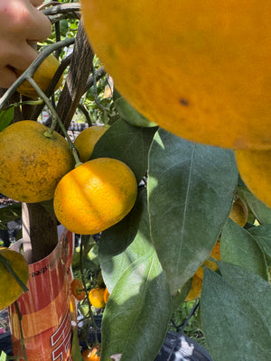 Citrus Tree (All Varieties)