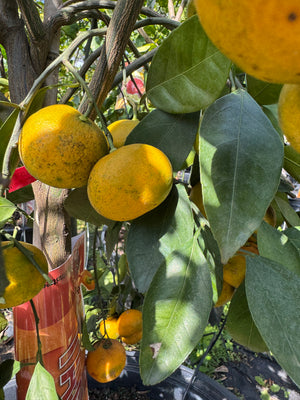 Citrus Cocktail Tree
