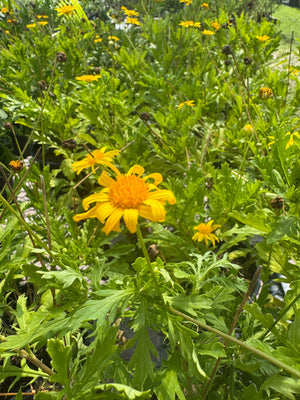 Bush Daisy