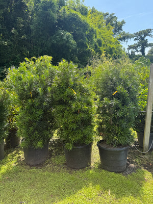 Podocarpus