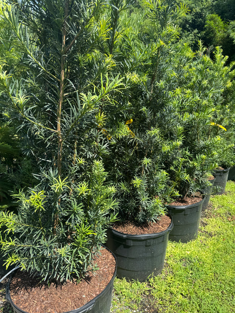 Podocarpus