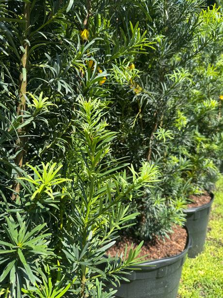 Podocarpus
