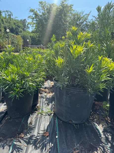 Podocarpus