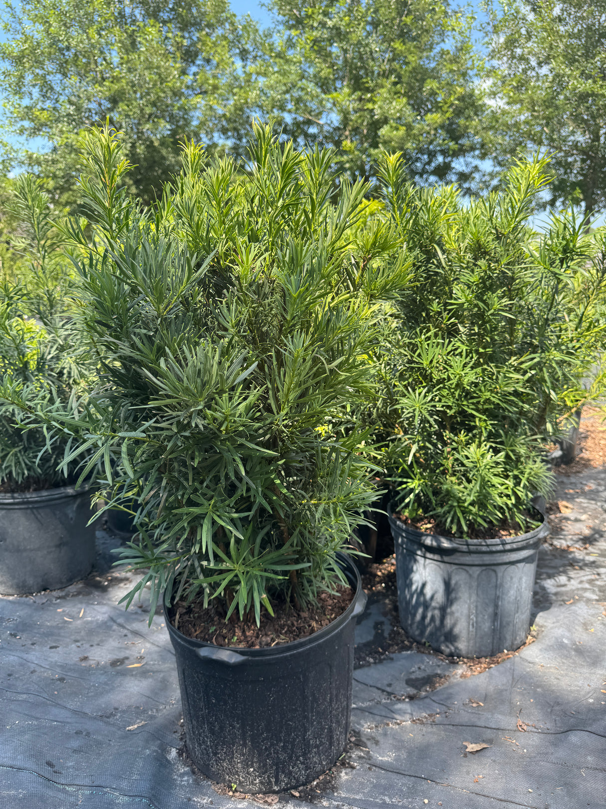 Podocarpus