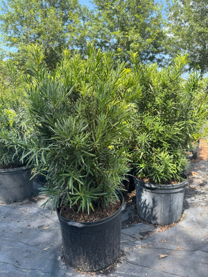 Podocarpus