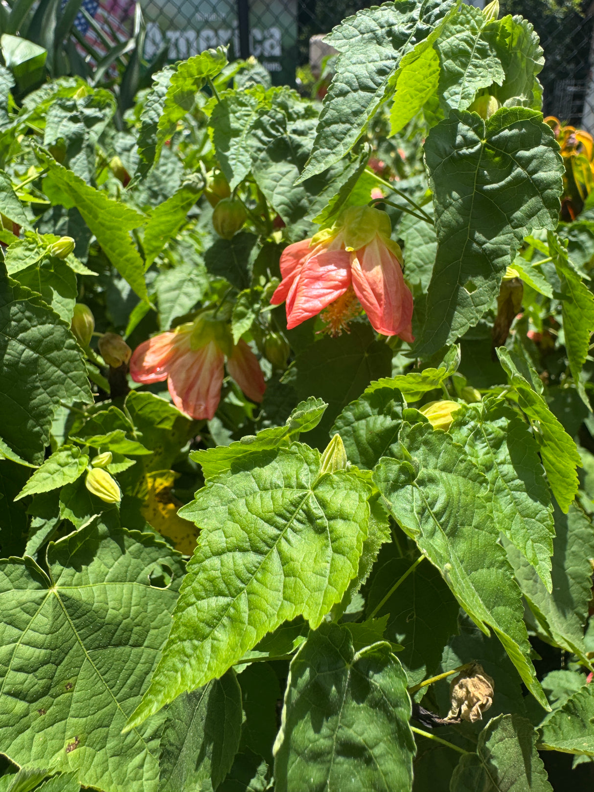 Abutilon Bush