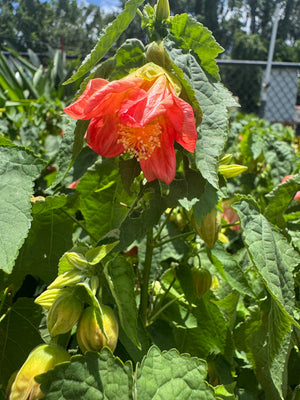 Abutilon Bush