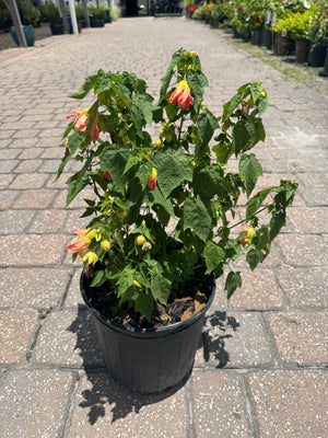 Abutilon Bush