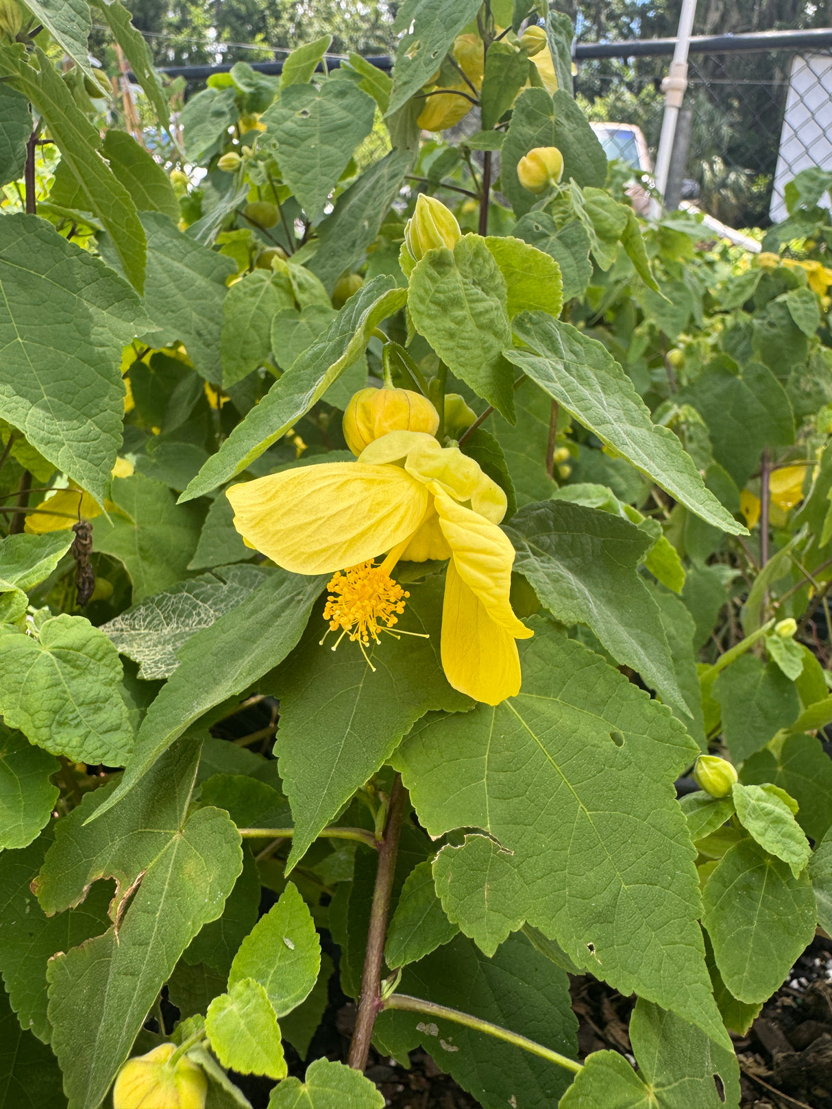 Abutilon Bush