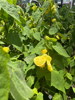 Abutilon Bush