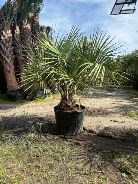 Pindo Palm Tree