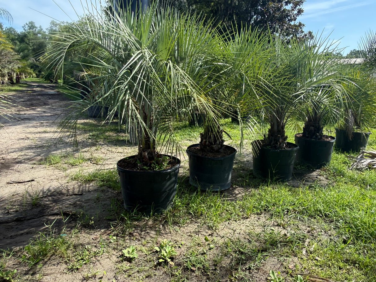 Pindo Palm Tree