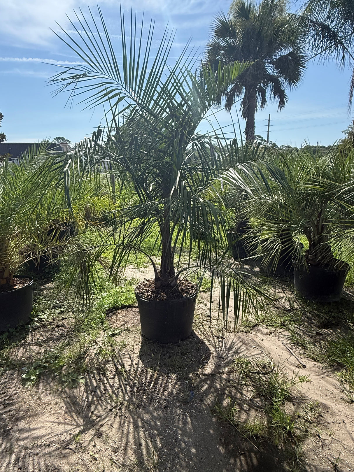 Mule Palm