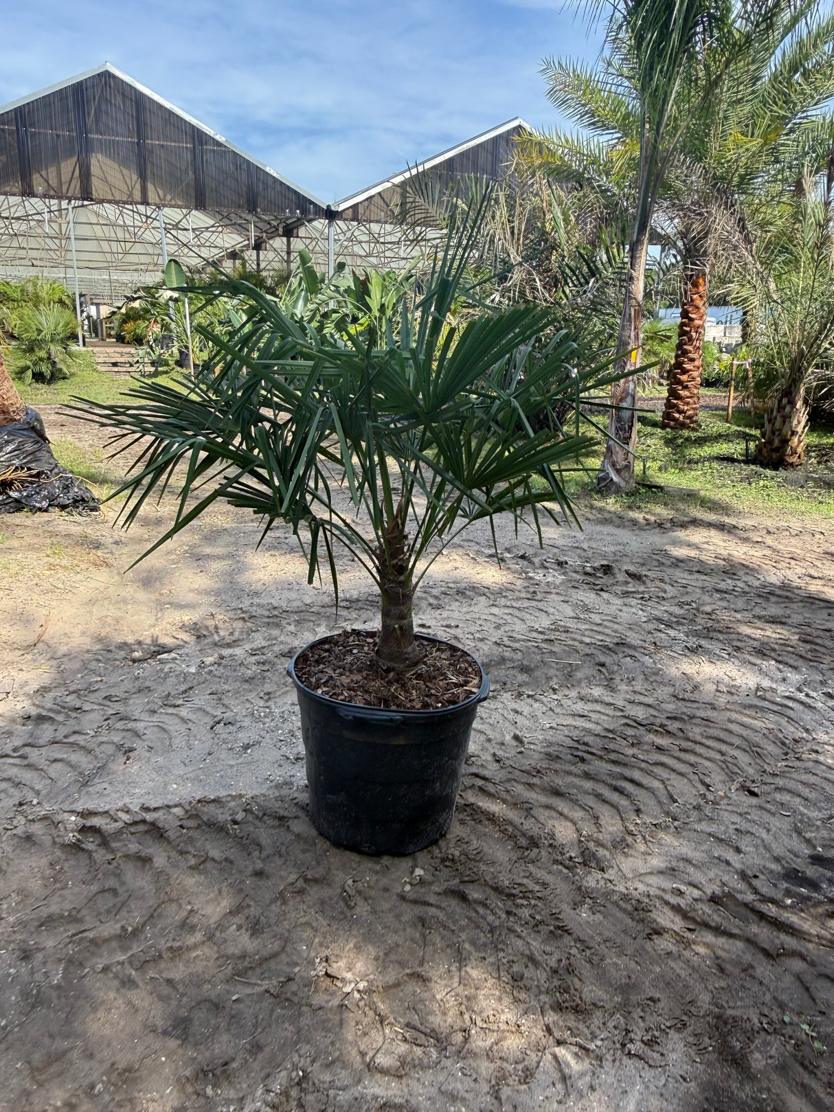 Windmill Palm Tree