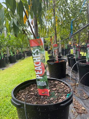 Peach Tree
