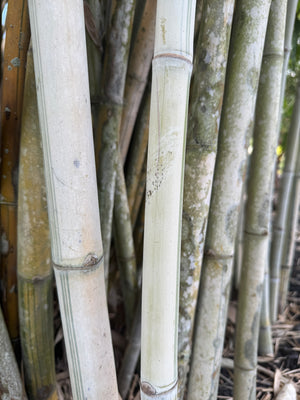 Bamboo
