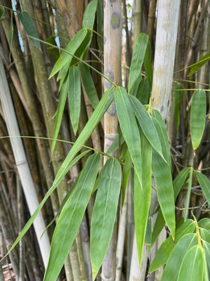 Bamboo