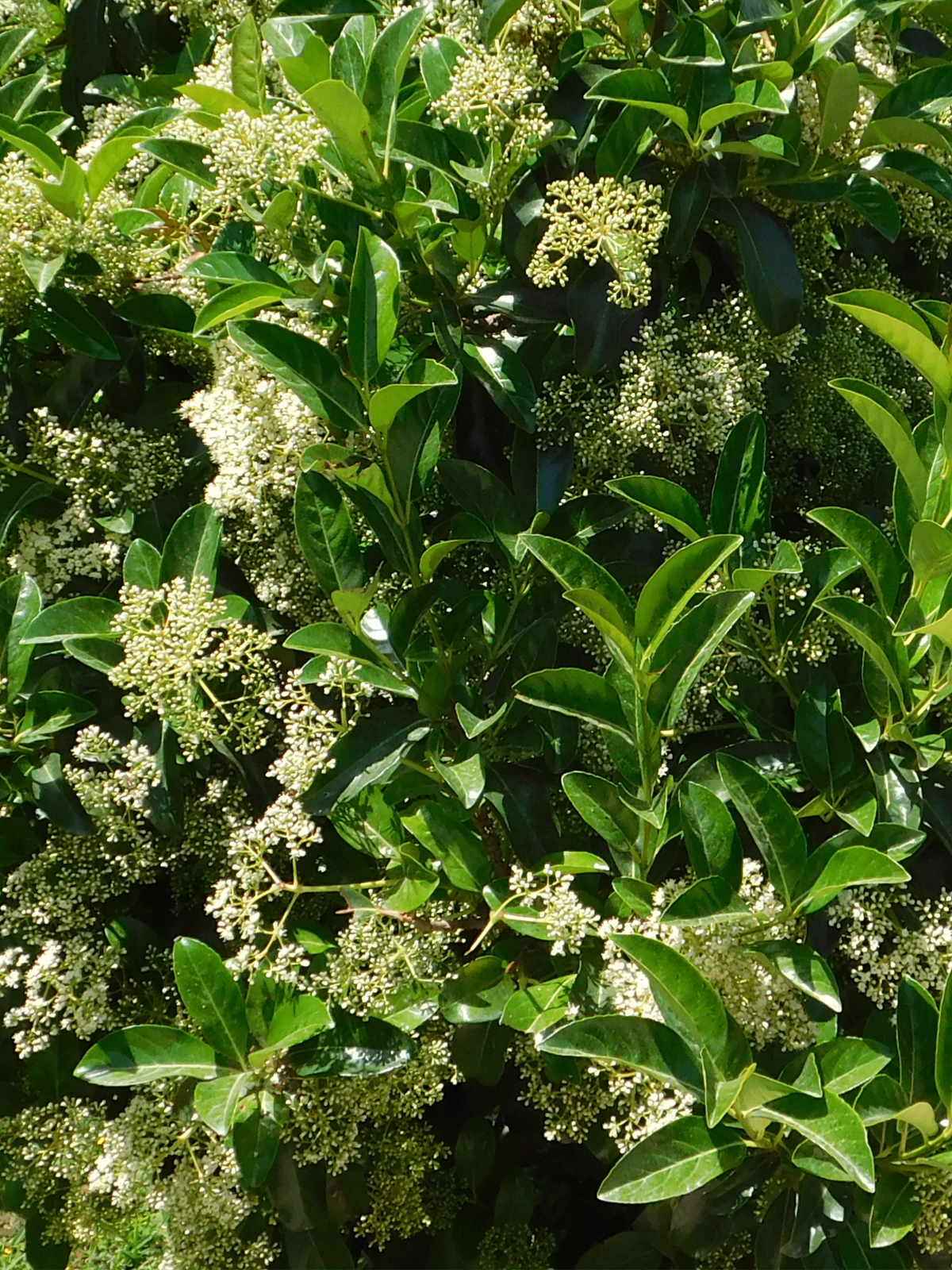 Sweet Viburnum