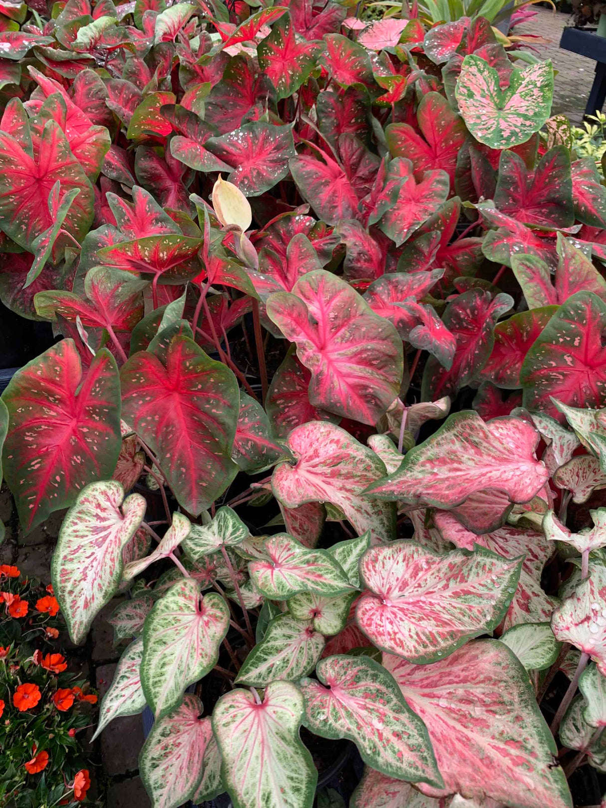 Caladium