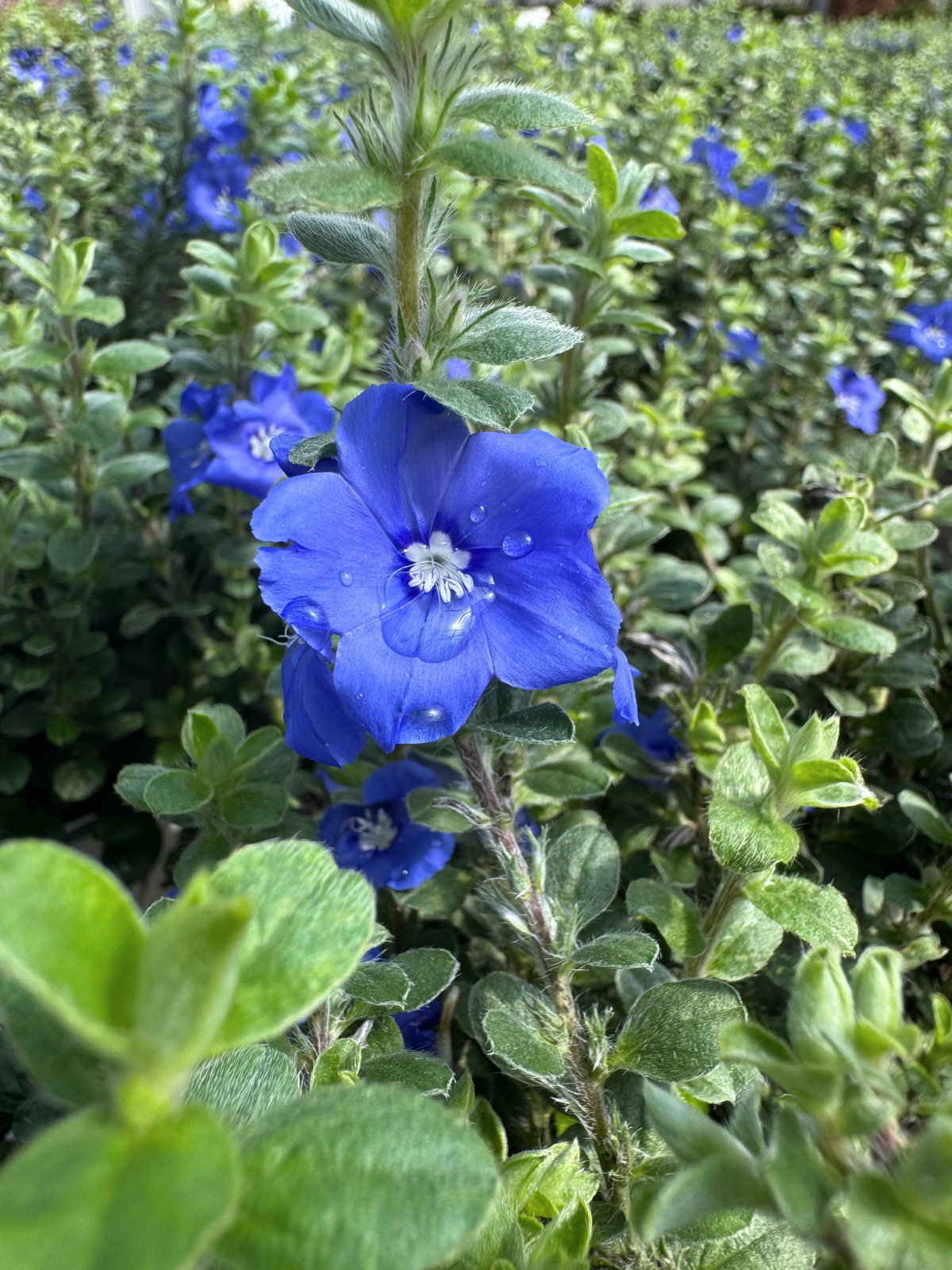 Blue Daze