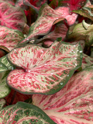 Caladium