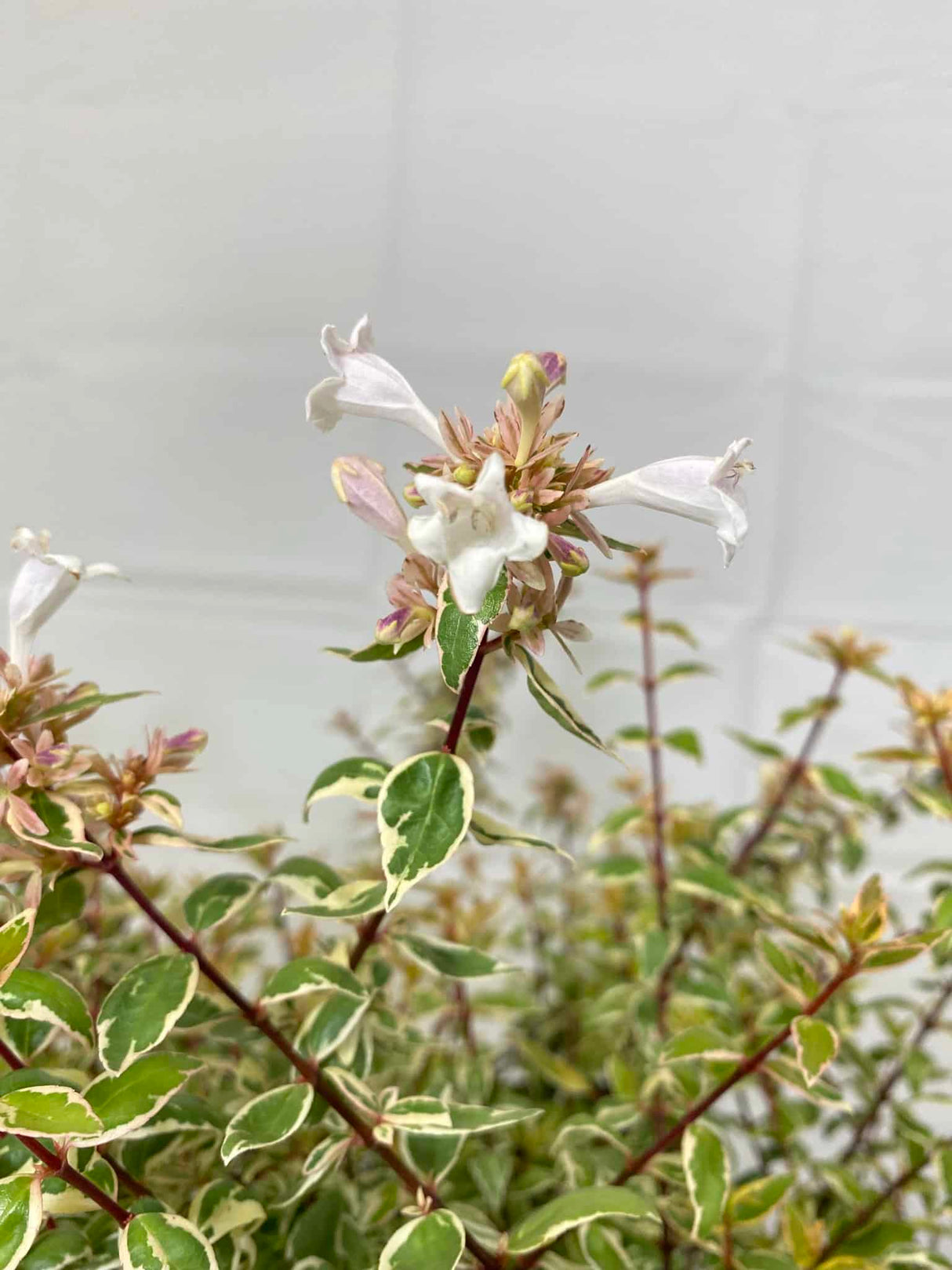 Abelia