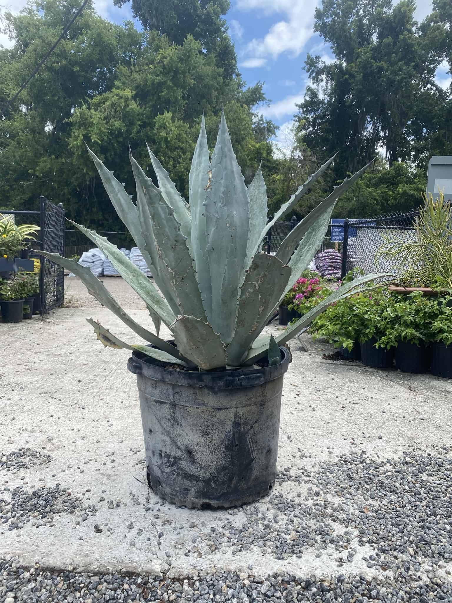 Agave/Mangave 3# – Liberty Landscape Supply