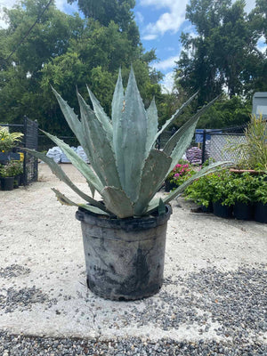 Agave