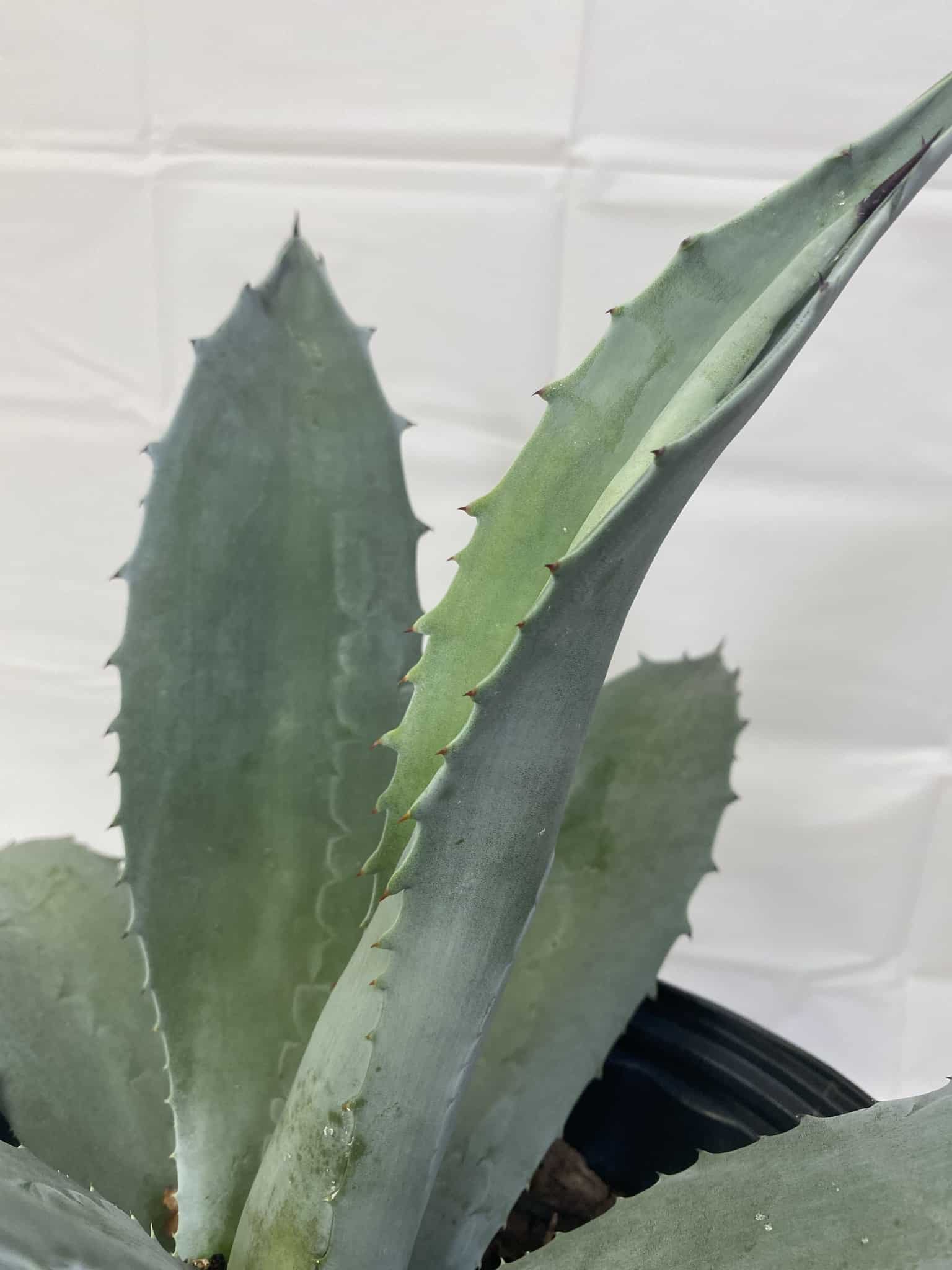 【専用】agave X仔株 Agave – Liberty Landscape Supply