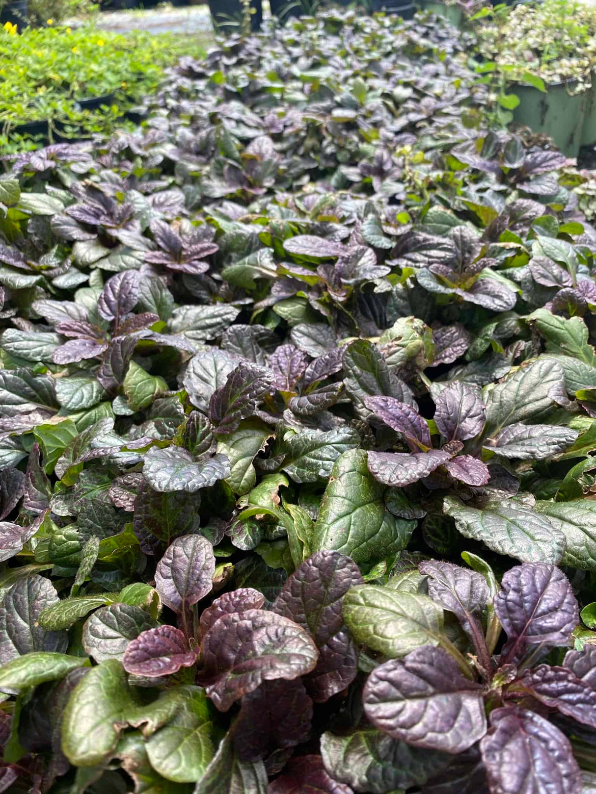 Ajuga