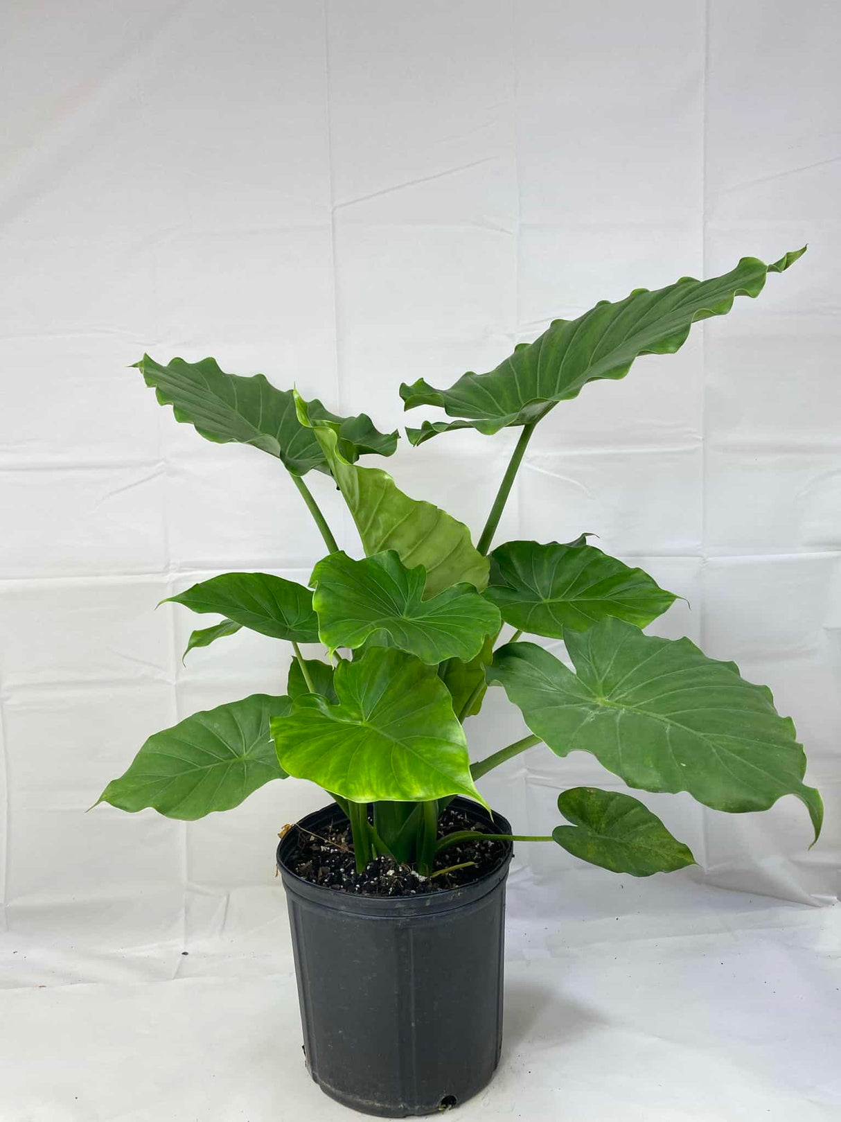 Alocasia Elephant Ear