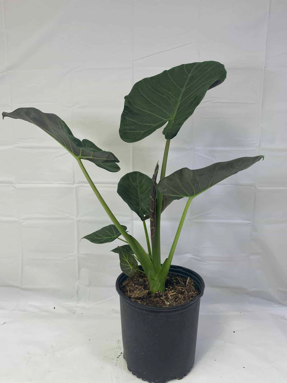 Alocasia Elephant Ear