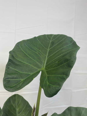 Alocasia Elephant Ear