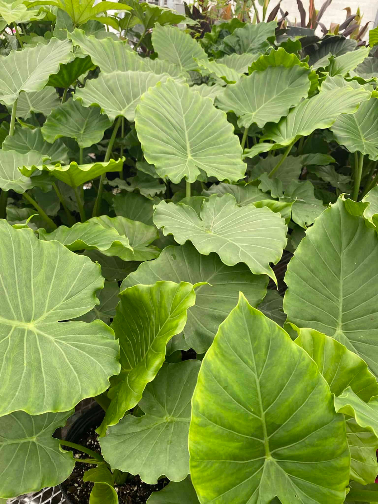 Alocasia Elephant Ear