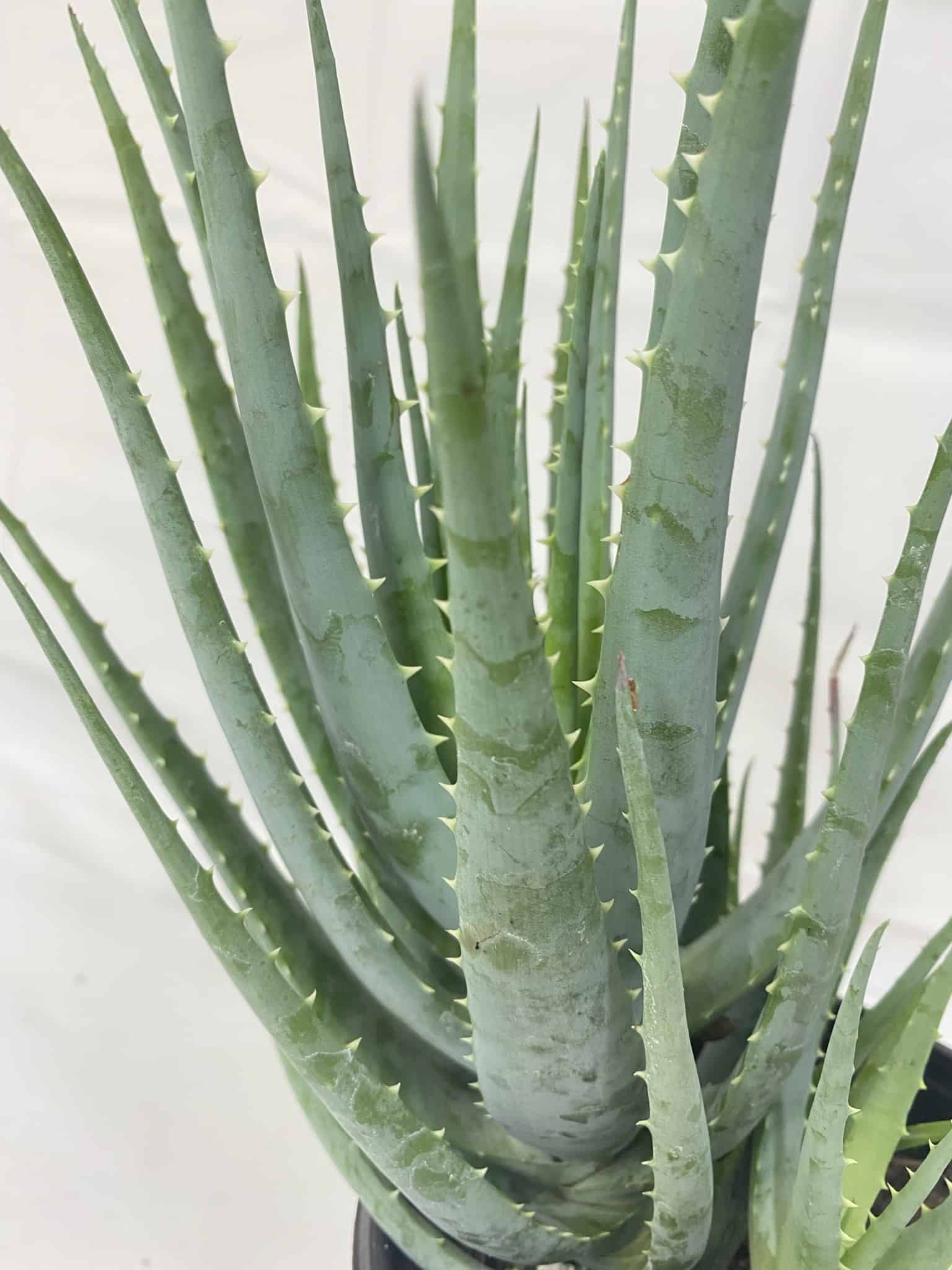Aloe Vera – Liberty Landscape Supply