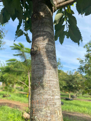 American Elm