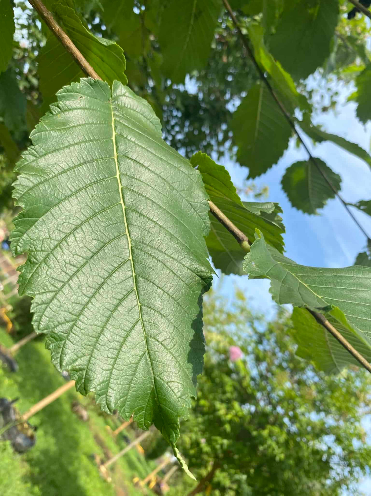 American Elm