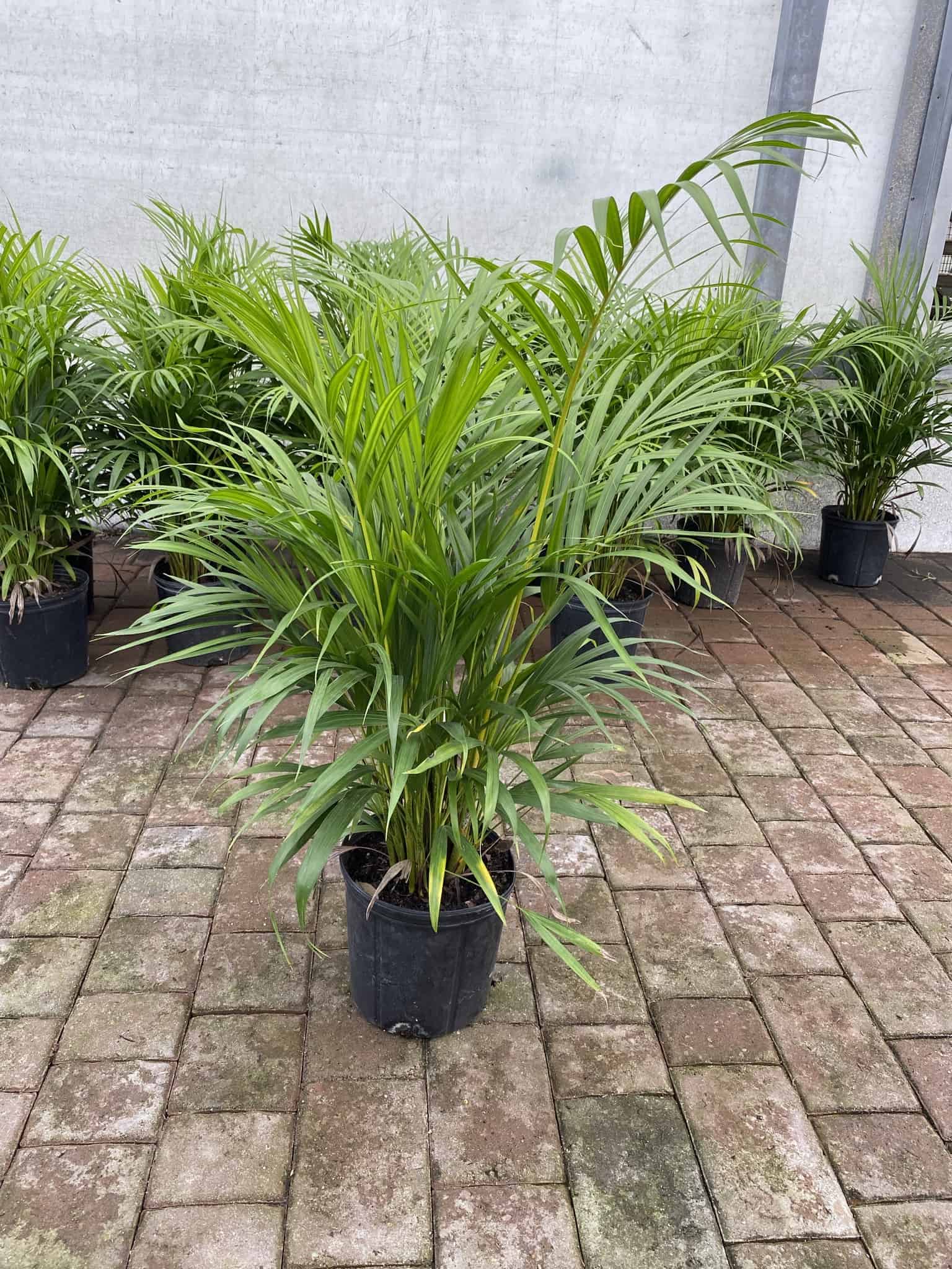 30 gallon areca palm trees Areca Palm – Liberty Landscape Supply