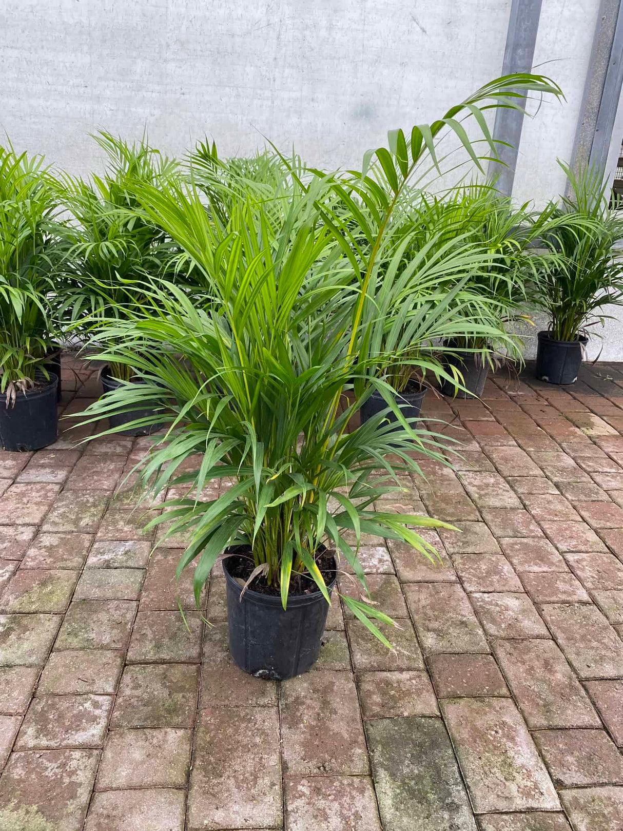 Areca Palm