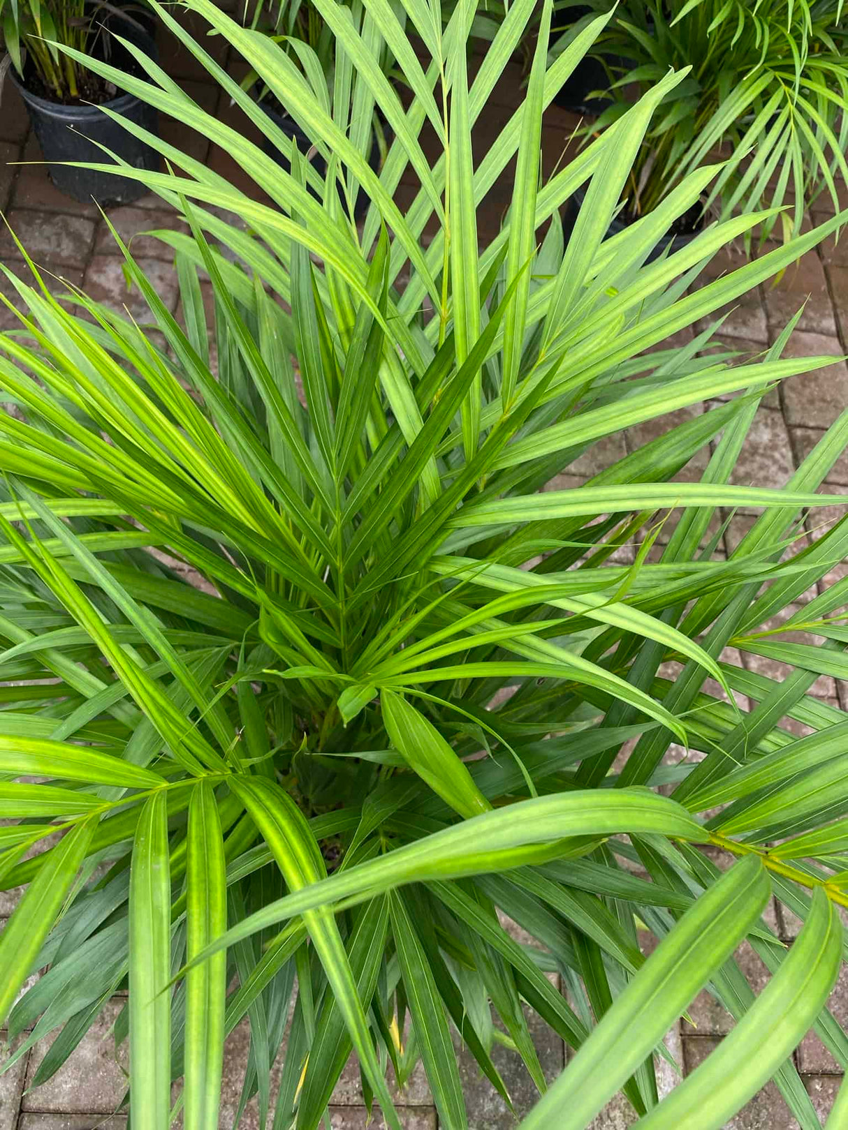 Areca Palm