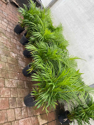 areca palm wall Areca Palm – Liberty Landscape Supply