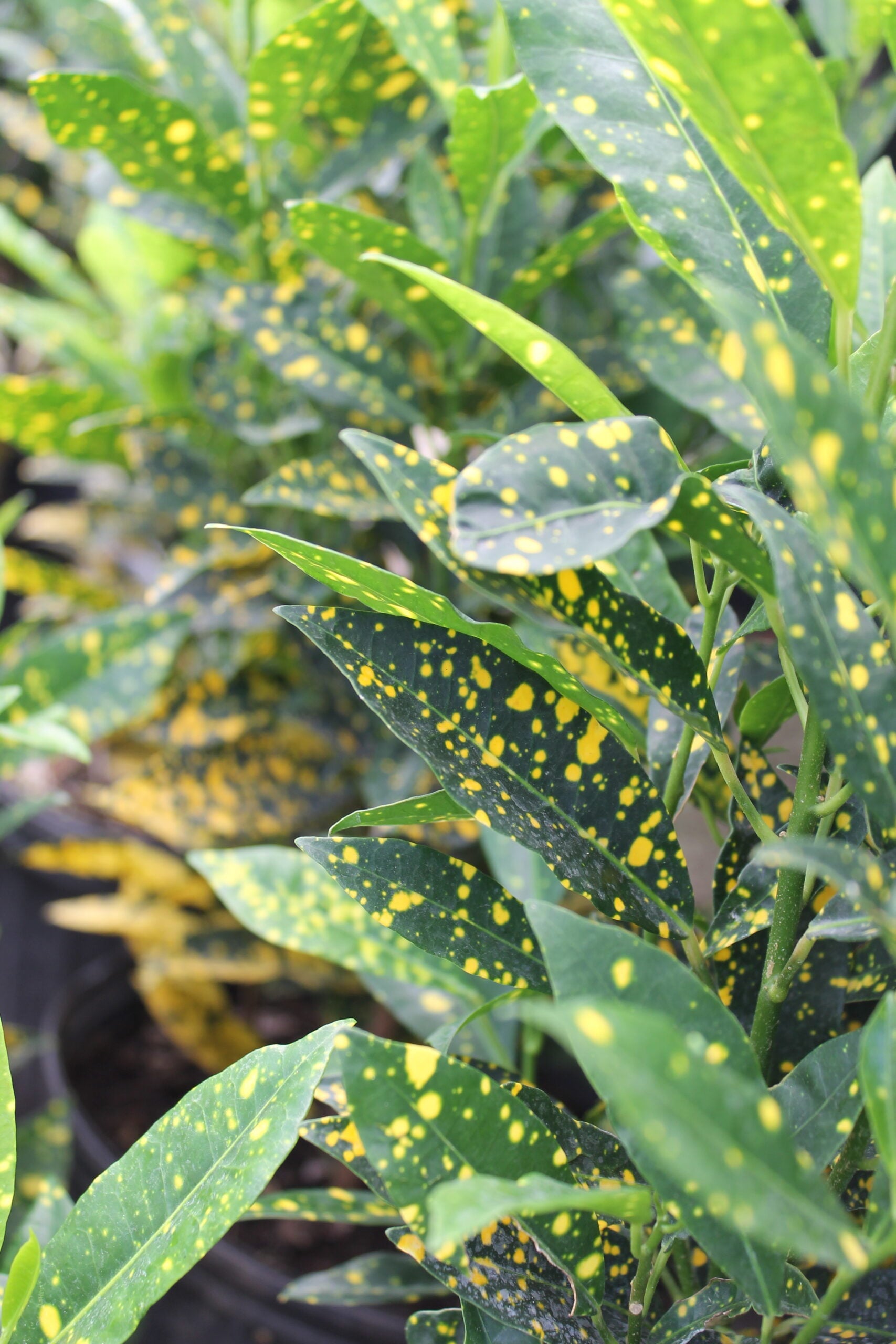 gold leaf plant Aucuba – Liberty Landscape Supply